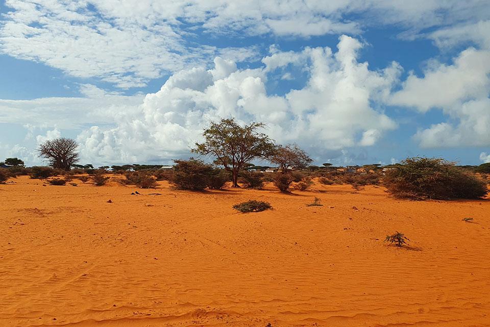 Kuvassa on kirkkaan oranssi aavikko, jossa kasvaa muutama ruskea puska ja puu. Taivaalla näkyy valkoisia pilviä, ja taivas on muuten kirkkaan sininen.